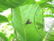 Пестрянка виноградная 001